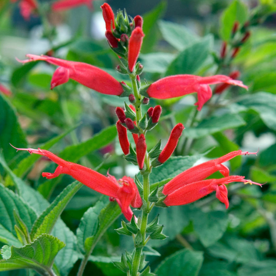 Pineapple Sage